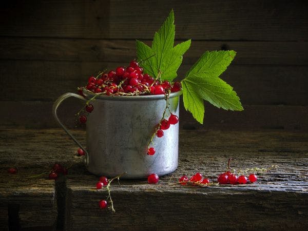 Winter Wonder: Honour the Season with Red Currant Recipes