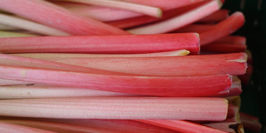 Rustic and Colourful Rhubarb Recipes to Enjoy This Springtime